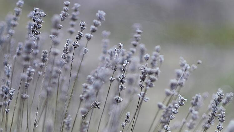 Lavendel