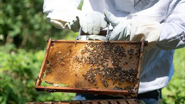 Immer mehr Deutsche werden Hobby-Imker - mit einem Selbstbaukasten aus dem Internet. Foto: Daniel Reinhardt/dpa