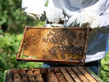 Immer mehr Deutsche werden Hobby-Imker - mit einem Selbstbaukasten aus dem Internet. Foto: Daniel Reinhardt/dpa