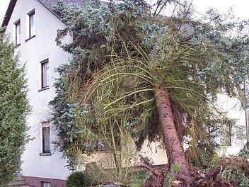 Diese Fichte krachte in Vogtendorf auf ein Haus. Foto: Engerisser