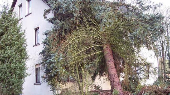 Diese Fichte krachte in Vogtendorf auf ein Haus. Foto: Engerisser