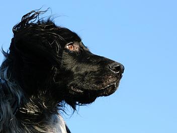 Eine M&uuml;nsterl&auml;ndermischlung entfernte sich am Montagabend f&uuml;r wenige Minuten von seinem Herrchen und kam schwer verletzt zur&uuml;ck. Symbolfoto: pixabay.com/Redkite