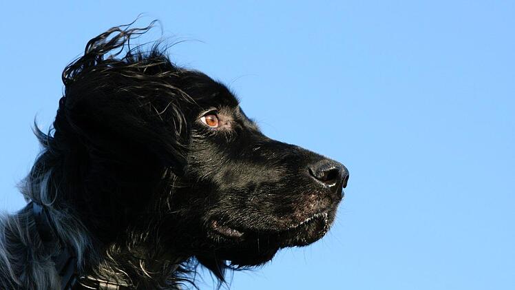 Eine Münsterländermischlung entfernte sich am Montagabend für wenige Minuten von seinem Herrchen und kam schwer verletzt zurück. Symbolfoto: pixabay.com/Redkite