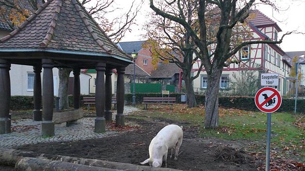 Diesem Schwein hatte es der Dorfplatz  in Uchenhofen angetan, den das Tier flei&szlig;ig umgrub. Christian Licha