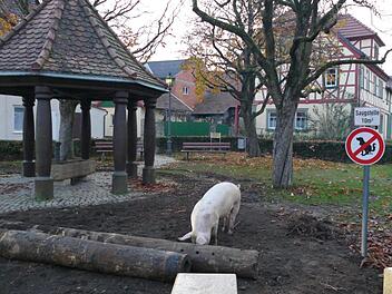 Diesem Schwein hatte es der Dorfplatz  in Uchenhofen angetan, den das Tier flei&szlig;ig umgrub. Christian Licha