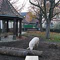 Diesem Schwein hatte es der Dorfplatz  in Uchenhofen angetan, den das Tier fleißig umgrub. Christian Licha