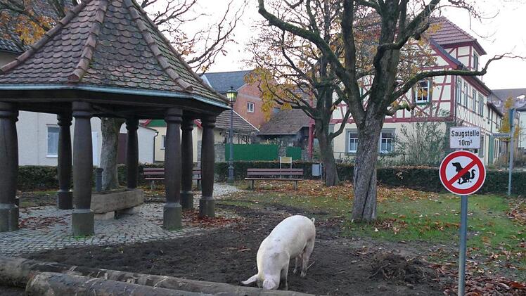 Diesem Schwein hatte es der Dorfplatz  in Uchenhofen angetan, den das Tier fleißig umgrub. Christian Licha