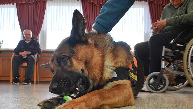 Therapiehund Aramis bei den Senioren im Kulmbacher WohnstiftFoto: Ronald Rinklef