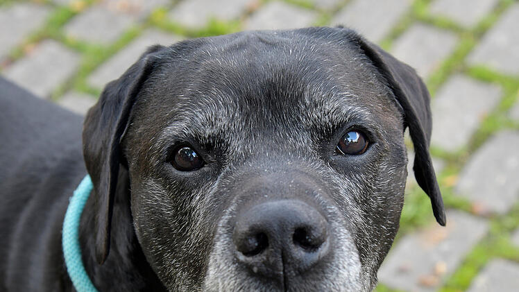Liebevoller Seniorhund Kalle sucht ein neues Zuhause