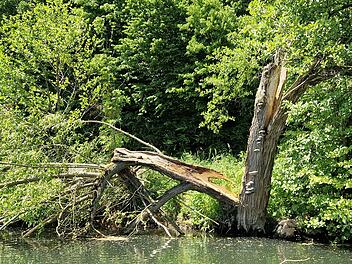 Landkreis Bad Kissingen: Gefahr f&uuml;r Bootsfahrer auf der Saale - "B&auml;ume k&ouml;nnen jederzeit umfallen"
