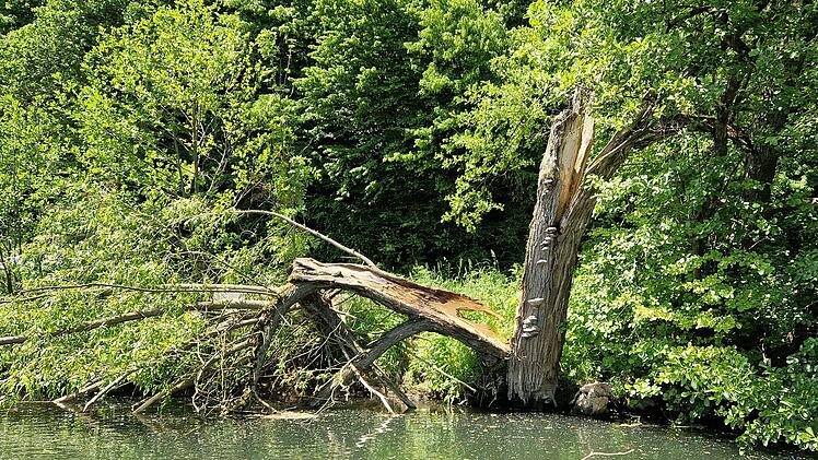 Landkreis Bad Kissingen: Gefahr f&uuml;r Bootsfahrer auf der Saale - "B&auml;ume k&ouml;nnen jederzeit umfallen"