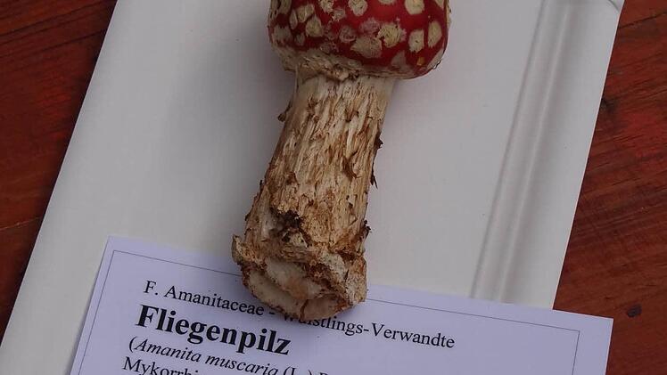 Ein Fliegenpilz aus heimischen Wäldern.