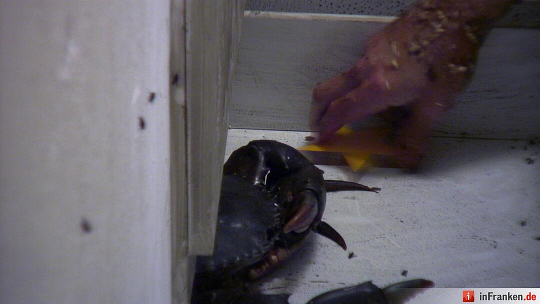 Ich bin ein Star - Holt mich hier raus!