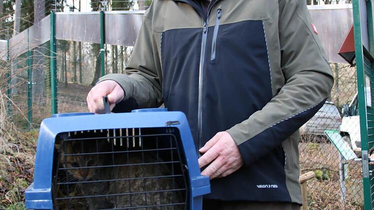 Tierpfleger Frank Wehner hält hier eine Transportbox. Darin beindet sich eine neue Wildkatze.