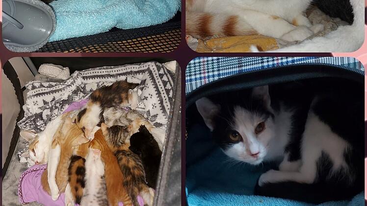Tierheim Pfaffengrün: Pflegestellen für Katzen laufen über - Tierheim sucht private Retter