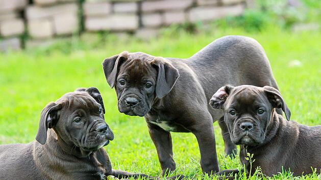 Tausende Vierbeiner st&uuml;rmen am Wochenende das N&uuml;rnberger Messegel&auml;nde. Symbolfoto: kim_hester/pixabay.com