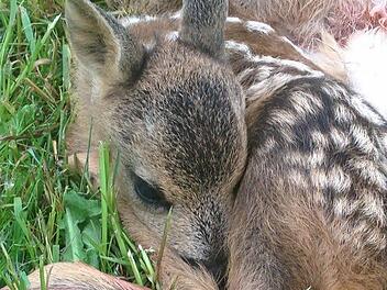 Durch einen Kreiselmäher starben diese Rehkitze qualvoll auf einer Wiese bei Affalterhof. Gegen den Fahrer der Maschine und gegen den Landwirt wird ermittelt. Fotos: Sonja Adam