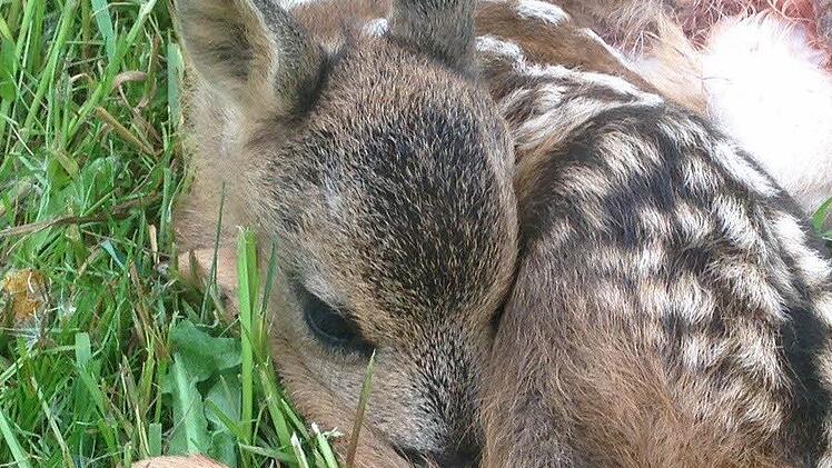 Durch einen Kreiselmäher starben diese Rehkitze qualvoll auf einer Wiese bei Affalterhof. Gegen den Fahrer der Maschine und gegen den Landwirt wird ermittelt. Fotos: Sonja Adam