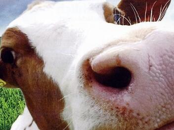 Im Mittelpunkt eines lustigen Gewinnspiels auf der Hut steht eine Kuh.  Foto: Bernd Langbein