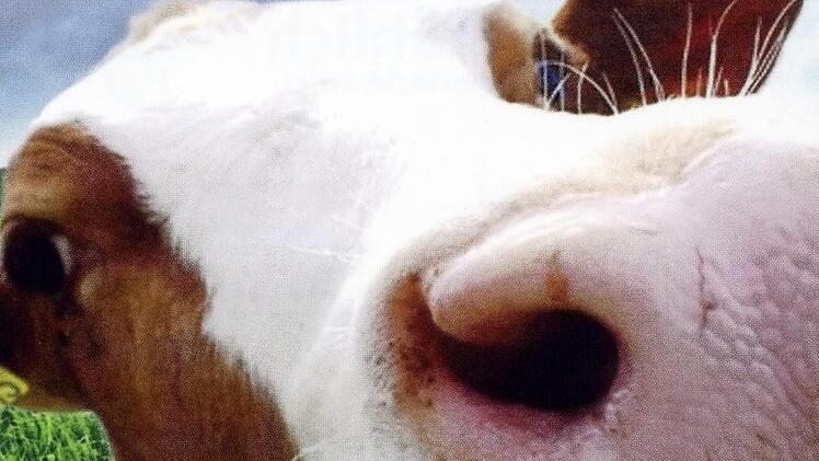 Im Mittelpunkt eines lustigen Gewinnspiels auf der Hut steht eine Kuh.  Foto: Bernd Langbein