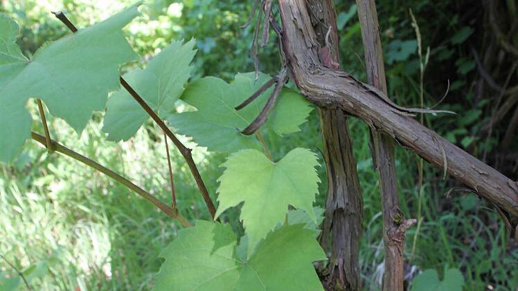 Historischer Weinstock im Goldgrund.