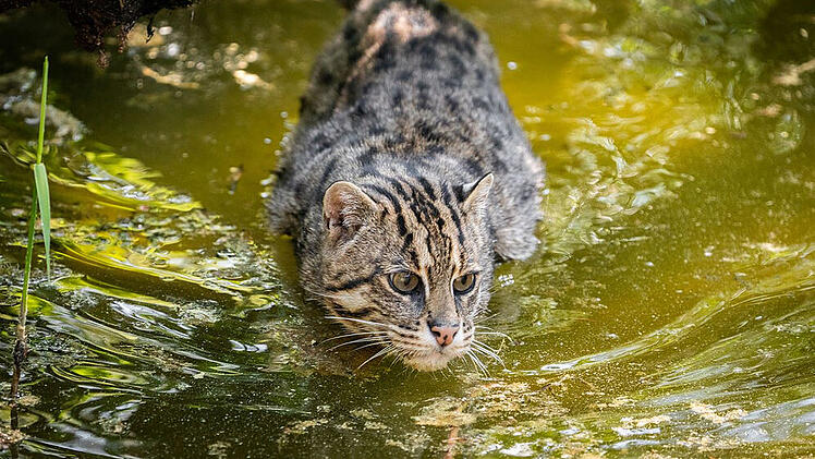 Eine ausgewachsene Fischkatze im Tiergarten N&uuml;rnberg. Seit M&auml;r