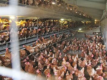 Blick in einen Legehennenstall Symbolfoto: Gerd Schaar