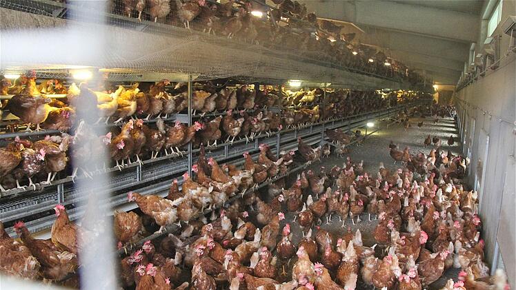 Blick in einen Legehennenstall Symbolfoto: Gerd Schaar