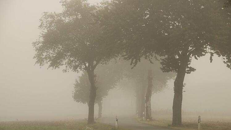Nebel prägte den November. Die Allee zwischen Unterneuses und Niederau verbarg sich öfters im grauen Dunst.