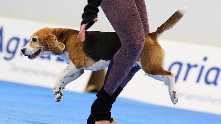 Meisterschaft im Dog Dancing auf Messe «Hund & Pferd»