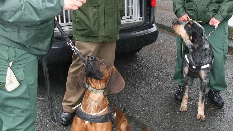 1 Der stolze braune Hannoveraner Scheißhund Bertram bekommt die Belohungswurst von Frauchen Anja Tittmann und der Griffon Bleu de Gascogne namens Erwin, der Frauchen Severine Landgraf auch mal knutscht, freut sich auf die Belohnung vom Polizeipräsidenten Reinhard Kunkel. Foto: Sonja Adam