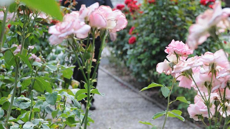 Den Weg zum Coburger Logenhaus säumen Rosen in rot, weiß und in rosé - den symbolischen Farben der Freimaurerei. "Diese Rosen werden auch bei jeder Beerdigung niedergelegt", erklärt Blümig und rezitiert: "Zu Haupt die sanft erglühende. Die dunkle niederwärts. Die weiße hold erblühende, die leg ich dir aufs Herz. Die drei Farben symbolisieren Geburt, Leben und Tod."