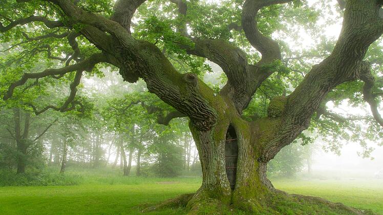 Naturfans und Leser der Saale-Zeitung denken bei Baumriesen im Landkreis Bad Kissingen vor allem an die "Tausendjährige Eiche bei Reith".  Foto: Jürgen Hüfner