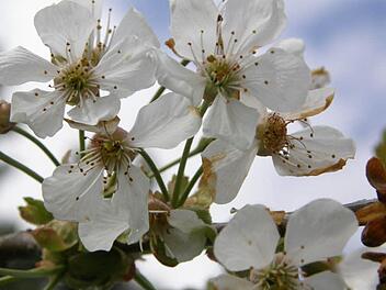 Jupp Schröder erklärt, wie man seine Obstbäume vor dem Befall der Spitzendürre schützt. Hier zu sehen: eine gesunde Kirschblüte.Foto: Ronald Rinklef