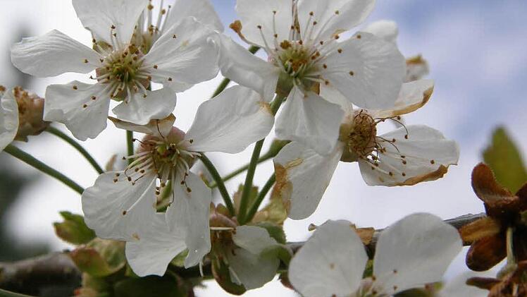 Jupp Schröder erklärt, wie man seine Obstbäume vor dem Befall der Spitzendürre schützt. Hier zu sehen: eine gesunde Kirschblüte.Foto: Ronald Rinklef