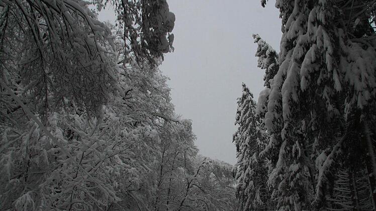 Laub- und Nadelbäume im winterlichen Kleid
