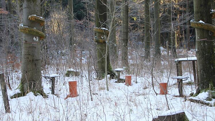 Verlassen liegt die Waldklimastation Bad Brückenau nahe bei der Rhönklub-Hütte Oberbach im Wald. Foto: Ulrike Müller