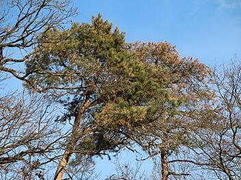 Durch die zunehmende Trockenheit geht die Widerstandsfähigkeit der Nadelbäume gegen Schädlinge zurück.    Foto: Karina Brock (Archiv)