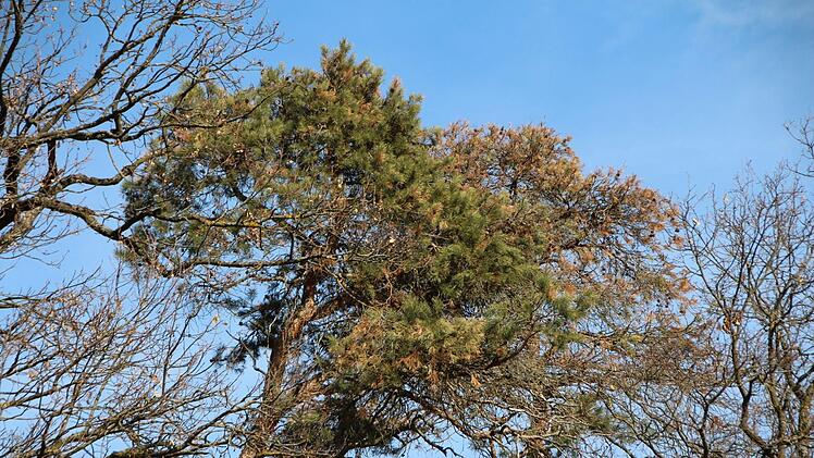 Durch die zunehmende Trockenheit geht die Widerstandsfähigkeit der Nadelbäume gegen Schädlinge zurück.    Foto: Karina Brock (Archiv)