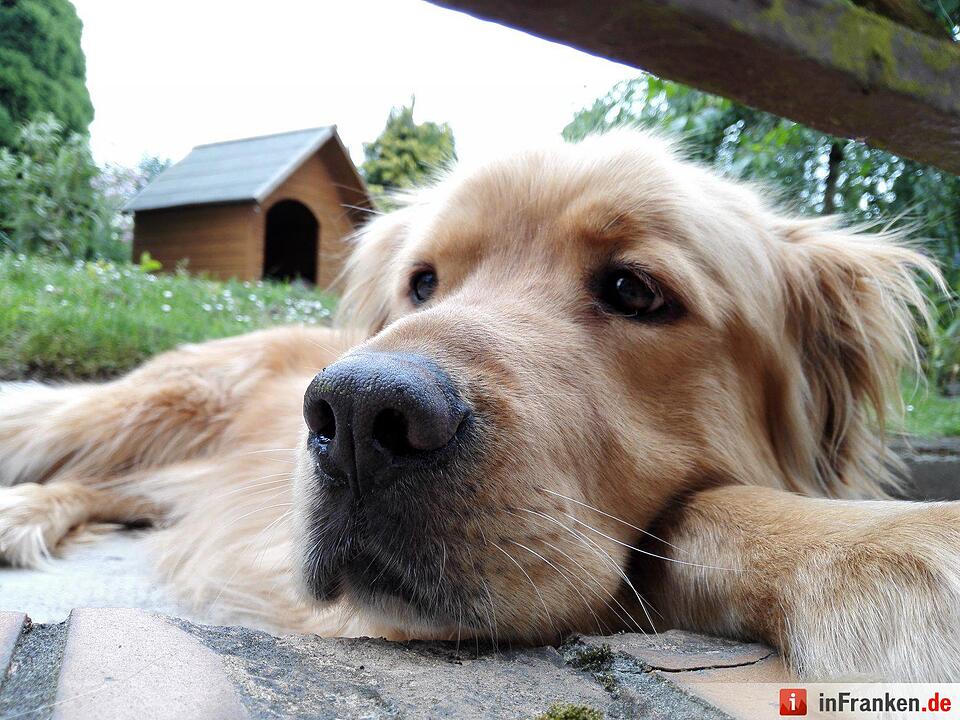 Auf den Hund gekommen: Die schönsten fränkischen Hunde unserer Nutzer