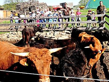 Der Kindergarten "Kunterbunt" aus Kirchlauter sammelte viele Eindrücke auf dem Biohof Reich in Breitbrunn, hier vor den Dexter-Rindern mit Jürgen und Johannes Reich (von rechts). Foto: Günther Geiling