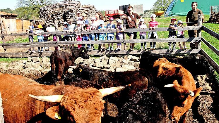 Der Kindergarten "Kunterbunt" aus Kirchlauter sammelte viele Eindrücke auf dem Biohof Reich in Breitbrunn, hier vor den Dexter-Rindern mit Jürgen und Johannes Reich (von rechts). Foto: Günther Geiling
