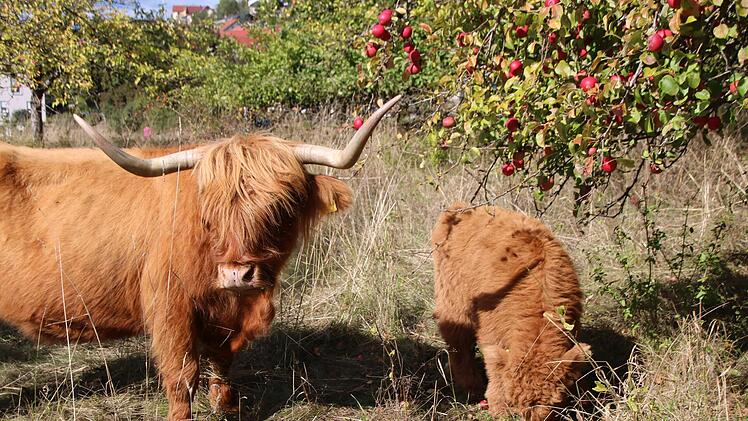 Mutter und Sohn grasen gemeinsam auf der Weide. Foto: Heike Beudert