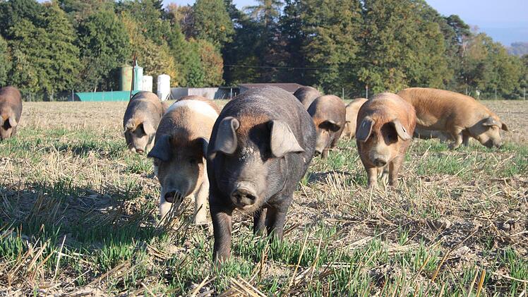 Wer zuerst kommt, darf zuerst auf Erkundungstour gehen.Foto: Stefanie Gleixner