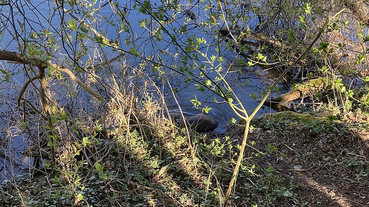 Tierischer Rettungseinsatz in Bamberg: Biber verirrt sich ins Klinkum-Parkhaus