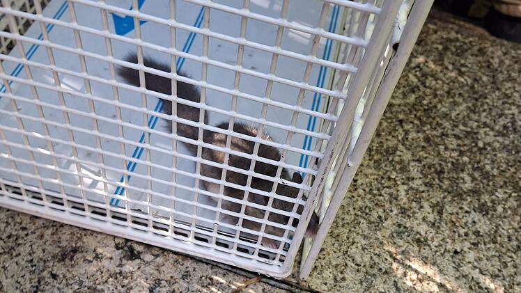 Siebenschl&auml;fer verirrt sich in Badezimmer in Bayreuth