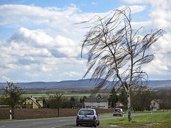 Der Sturm brachte den Baum auf der Uchenhöfer Höhe bei Haßfurt in Schieflage. Der Wind drückte die Äste zur Seite.  Foto: René Ruprecht