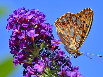 Bedrohte Schmetterlingsarten