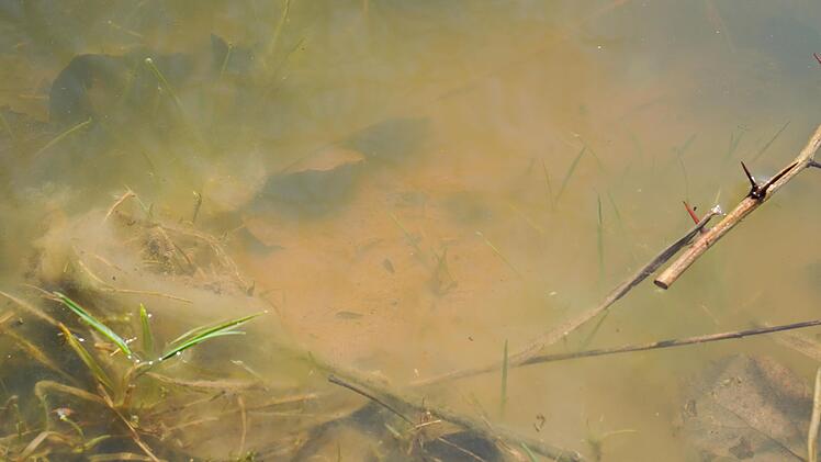 Unscheinbarer Lebensraum unter Wasser.