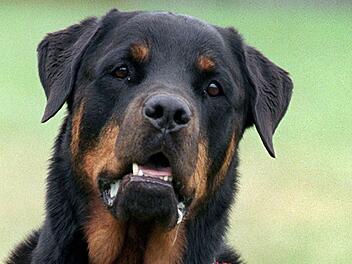 Rottweiler-Angriff